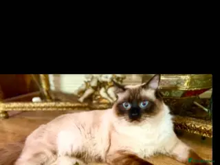 Ragdoll cats Beautiful rare kittens with blue eys. in Skelmersdale - Advert 3