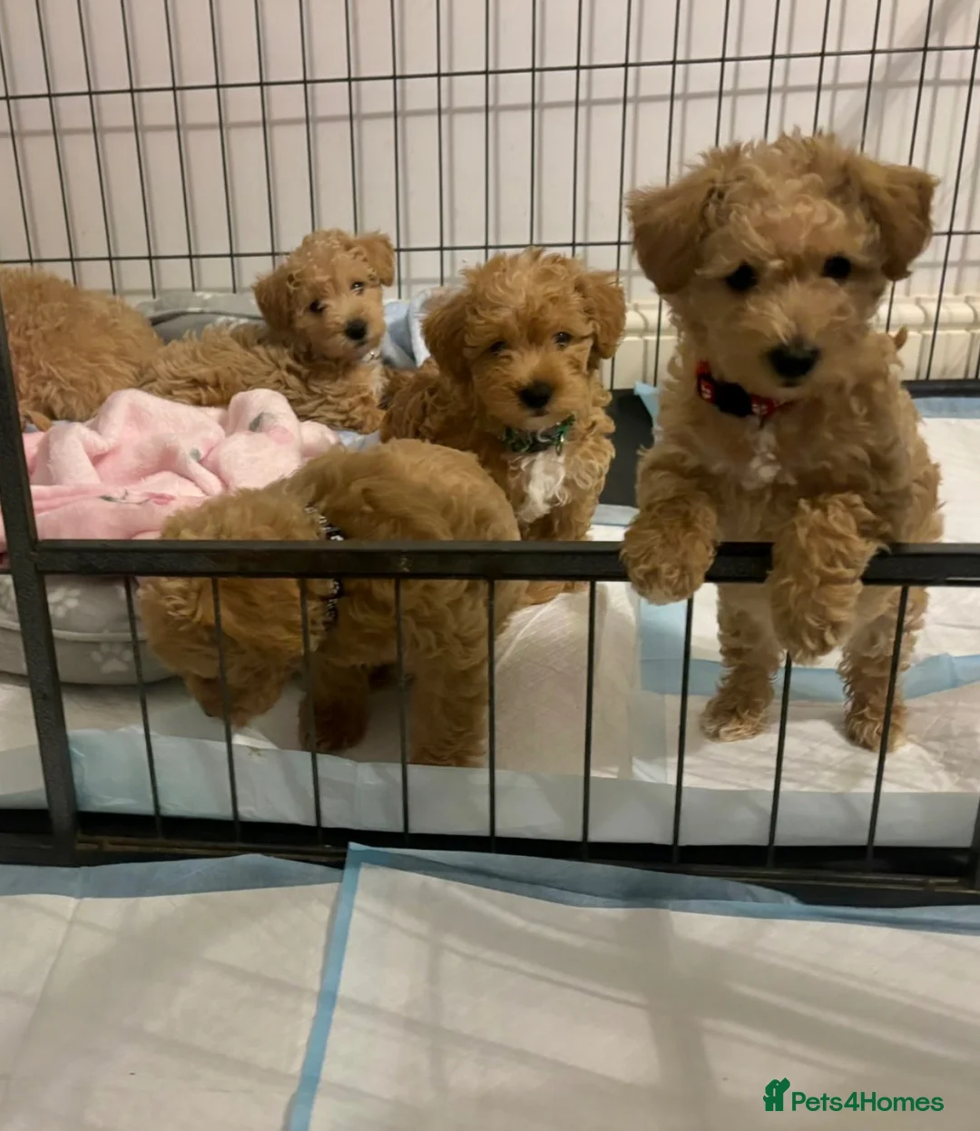 Westiepoo dogs for sale: WESTIPOO PUPPIES  - Advert 2