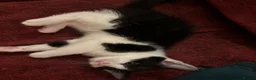 Domestic Shorthair cats for sale: Tuxedo kittens - Advert 5