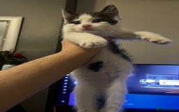 Domestic Shorthair cats for sale: 3 adorable kittens - Image 2
