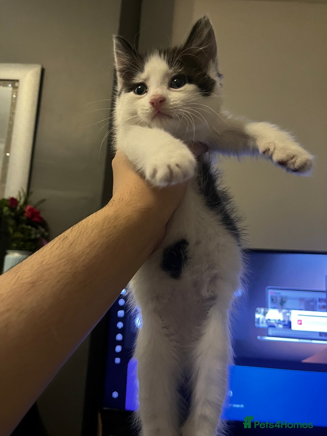 Domestic Shorthair cats for sale: 3 adorable kittens - Image 2