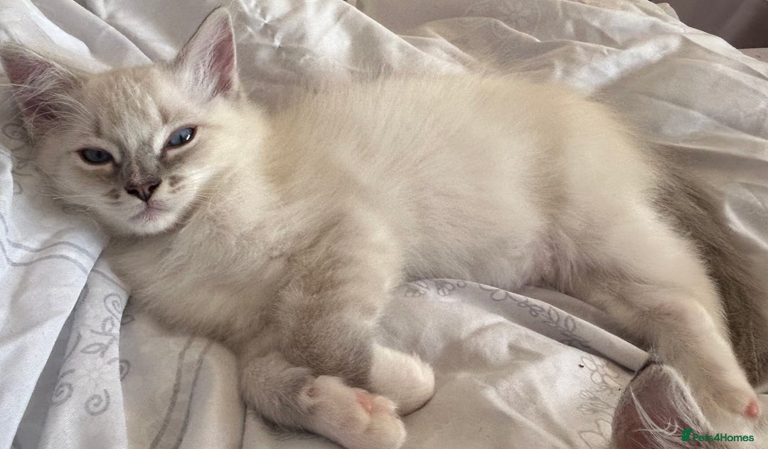 Ragdoll cats for sale: 😻 2 HANDSOME 11 WEEK OLD MALE RAGDOLL KITTENS 😻 - Image 17