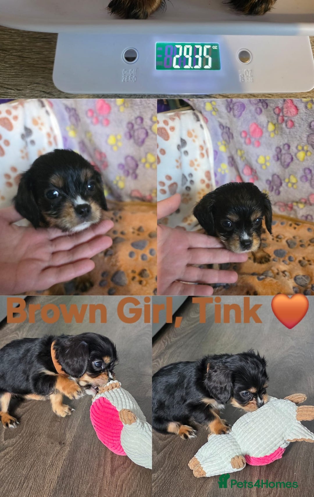 Cavachon dogs for sale: Cavalier King Charles x Cavachon - Image 31