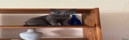 Mixed Breed cats for sale: Beautiful kittens  in Derby - Advert 1