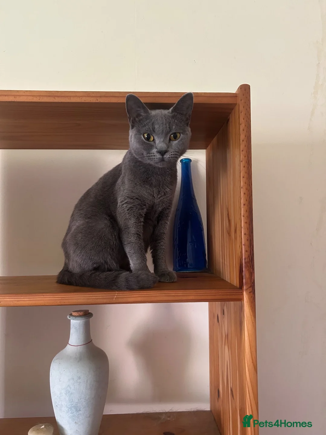 Mixed Breed cats for sale: Beautiful kittens  in Derby - Advert 1
