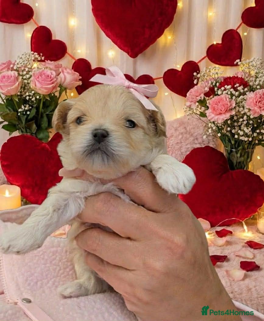 Maltipoo dogs 💫TOP QUALITY LUXURY F1 MALTIPOO PUPPIES🩷🩵🩷 - Advert 18