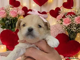 Maltipoo dogs 💫TOP QUALITY LUXURY F1 MALTIPOO PUPPIES🩷🩵🩷 - Advert 18