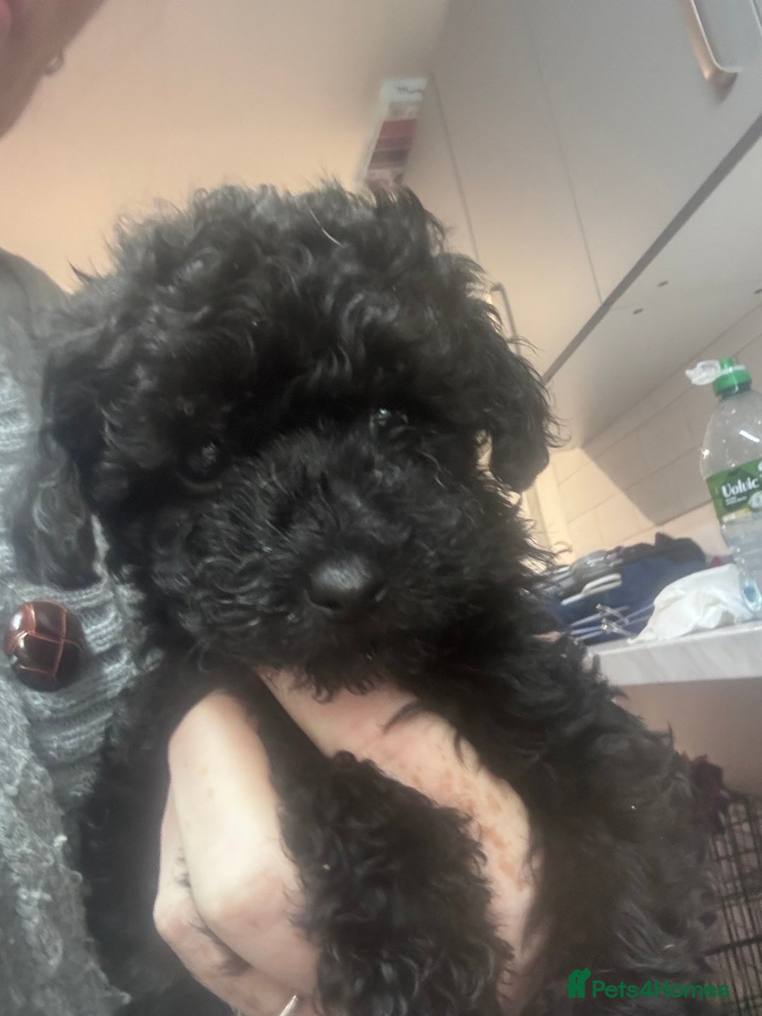 Yorkiepoo dogs for sale: 1 beautiful yorkiepoo ready to leave 🥰🥰 - Image 14