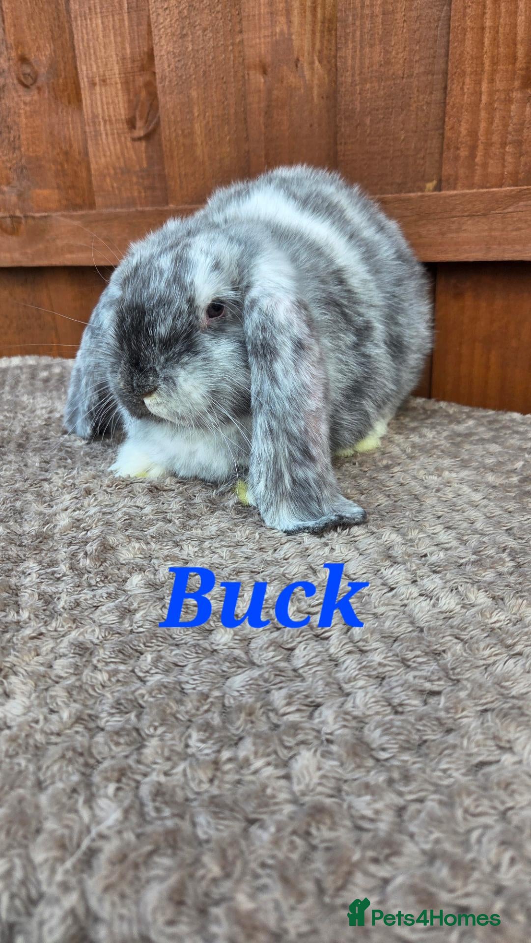 French Lop rabbits Beautiful french lop babies  - Advert 2