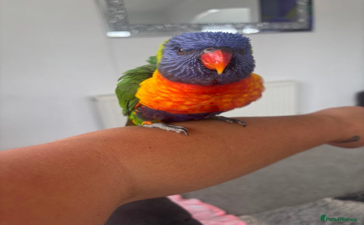 Lorikeets birds - Advert 1