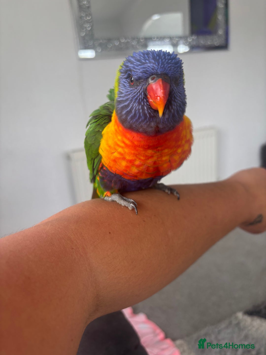 Lorikeets birds for sale: Female rainbow lorikeet - Image 1