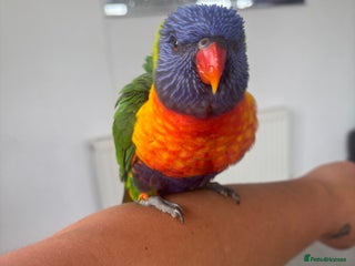 Lorikeets birds - Advert 3