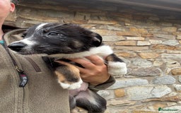 Border Collie dogs for sale: Border collie puppies  - Image 2