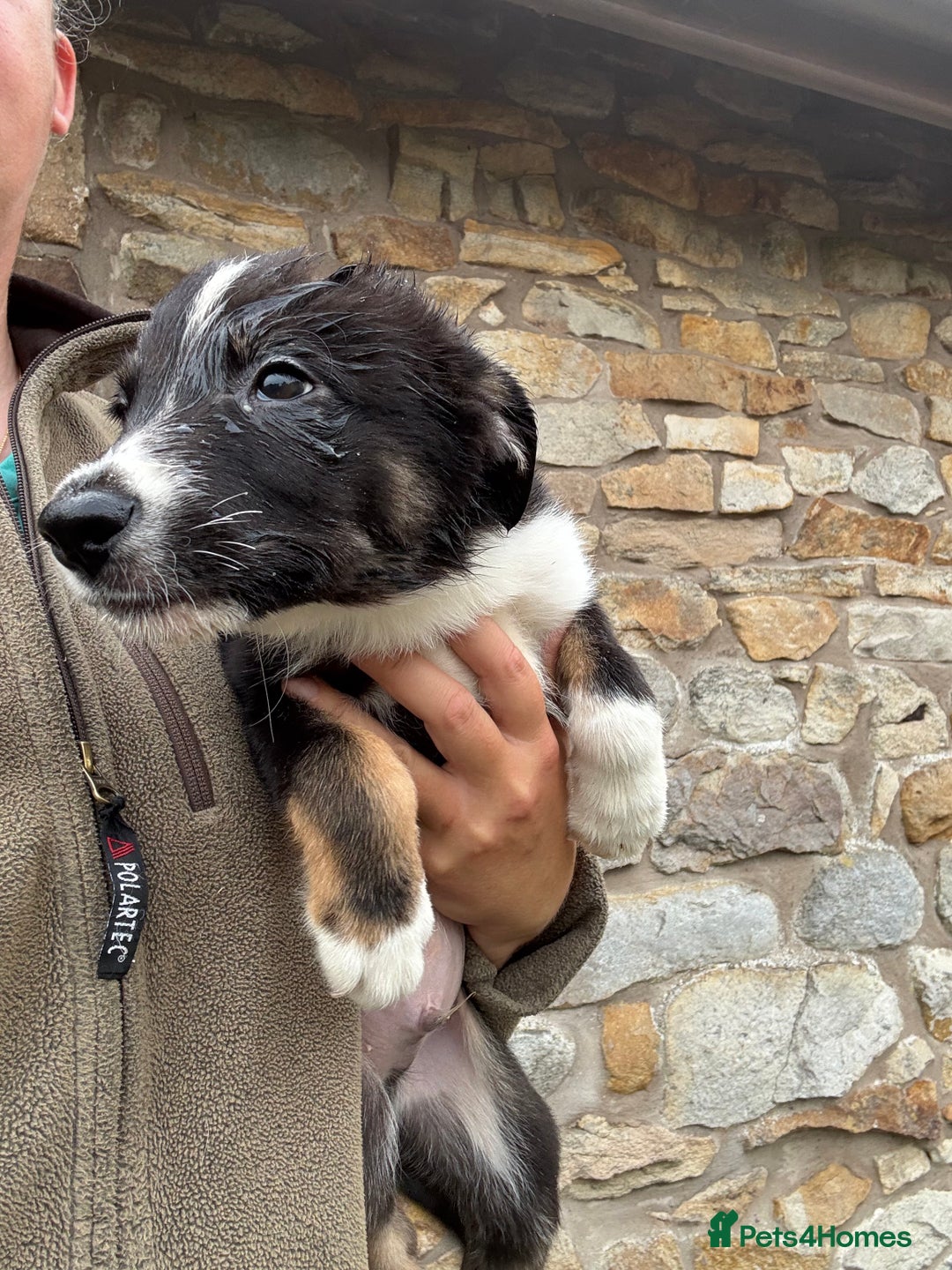 Border Collie dogs for sale: Border collie puppies  - Image 2