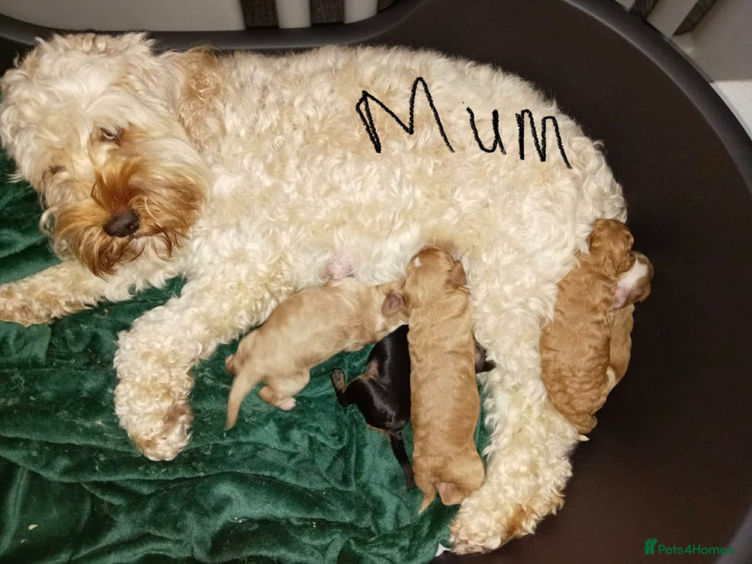 Cockapoo dogs for sale: 11week old cockapoo (black and tan)  - Advert 2