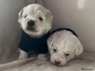 Mixed Breed dogs Bichon Frise x West Highland Terrier - Advert 14