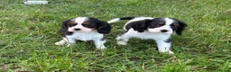 Cavalier King Charles Spaniel dogs for sale: Beautiful Cavalier Puppies Looking for Forever in Ashford - Advert 8