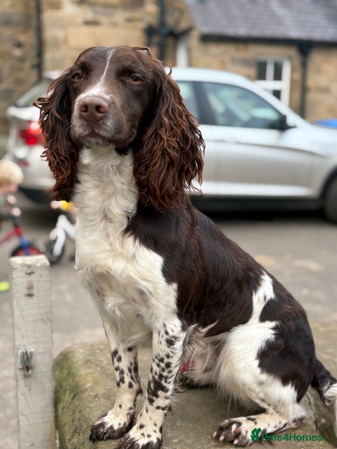 Springador dogs for sale: Beautiful black Working springadors  - Advert 6