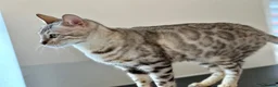 Bengal cats for sale: Stunning Silver Bengal Queen Registered, Active  - Advert 9