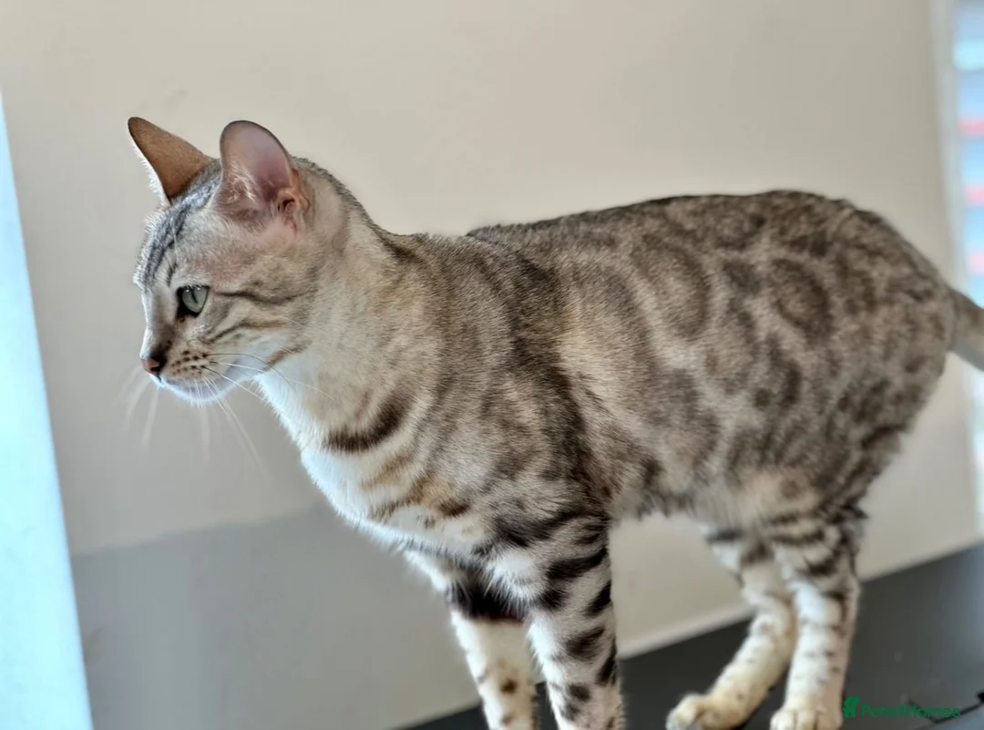 Bengal cats for sale: Stunning Silver Bengal Queen Registered, Active  - Advert 9