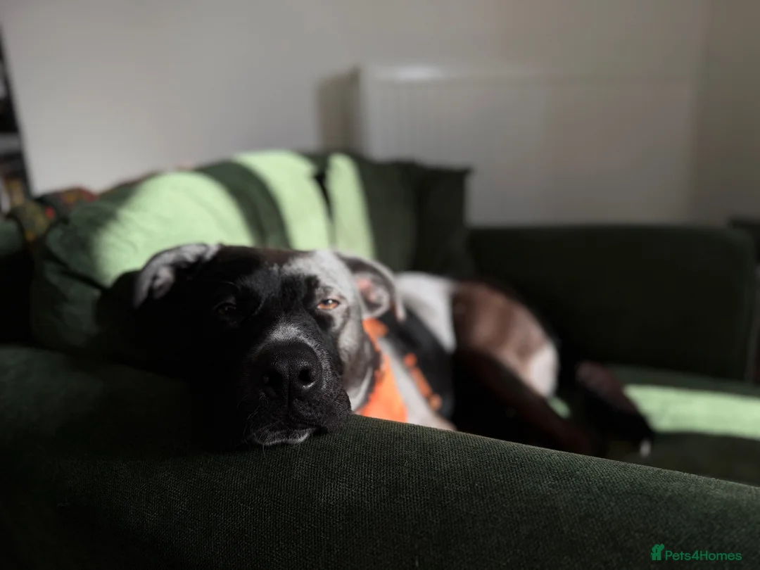 Mixed Breed dogs for sale: Beautiful 2 year old cross breed  - Advert 2