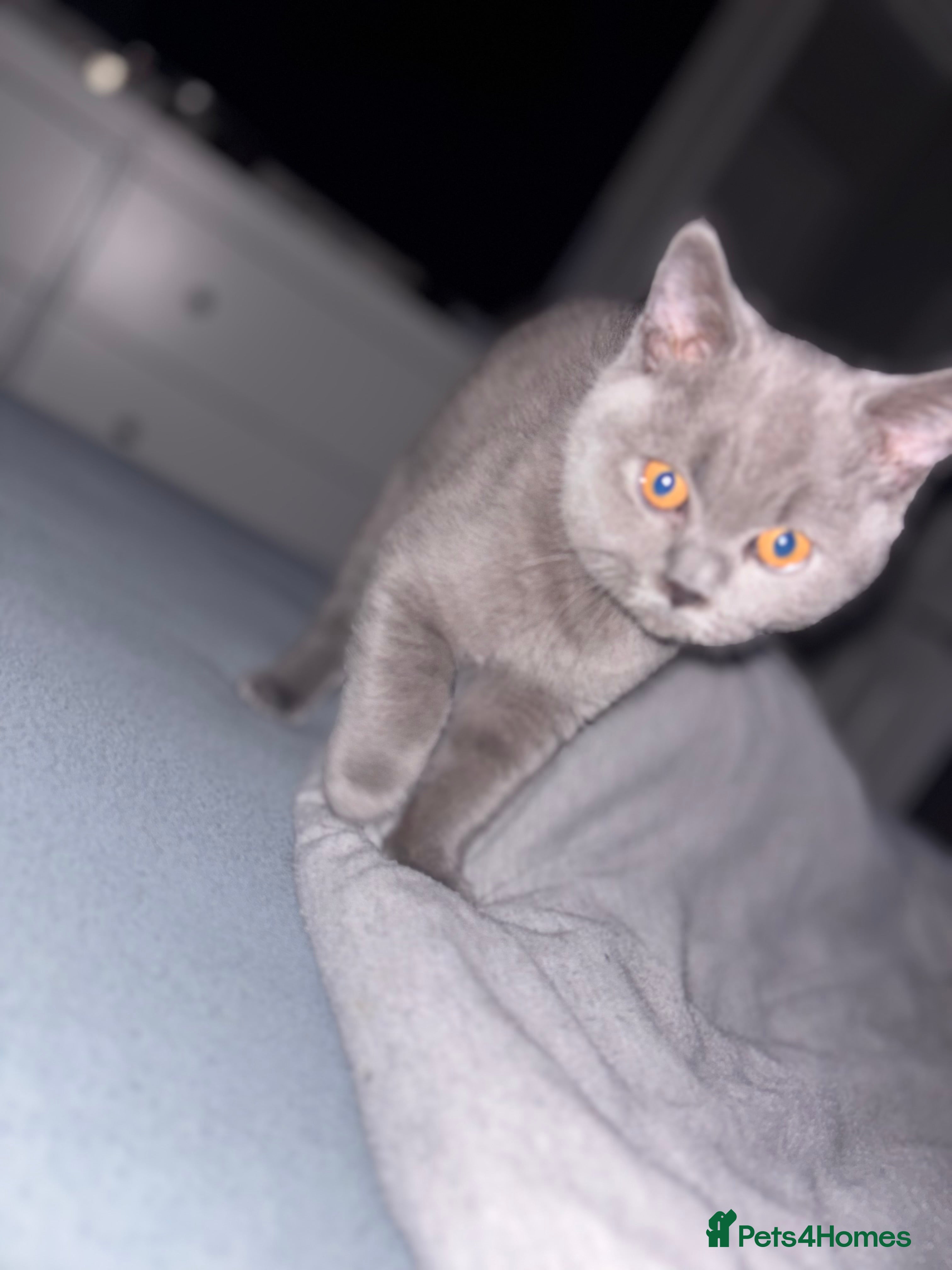 British Shorthair cats Brith shorthair cat  - Advert 2