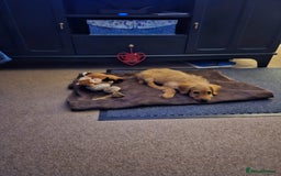 Labradoodle dogs for sale: Trained Labradoodle puppy needs a forever home. - Image 5