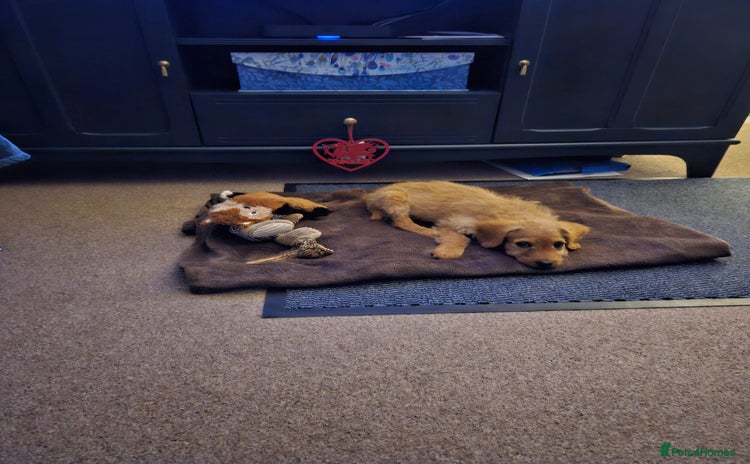 Labradoodle dogs Trained Labradoodle puppy needs a forever home. - Advert 1