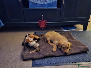 Labradoodle dogs Trained Labradoodle puppy needs a forever home. - Advert 16