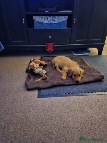 Labradoodle dogs Trained Labradoodle puppy needs a forever home. - Advert 1