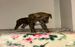 Mixed Breed dogs for sale: Stunning lurcher puppy’s  - Image 2