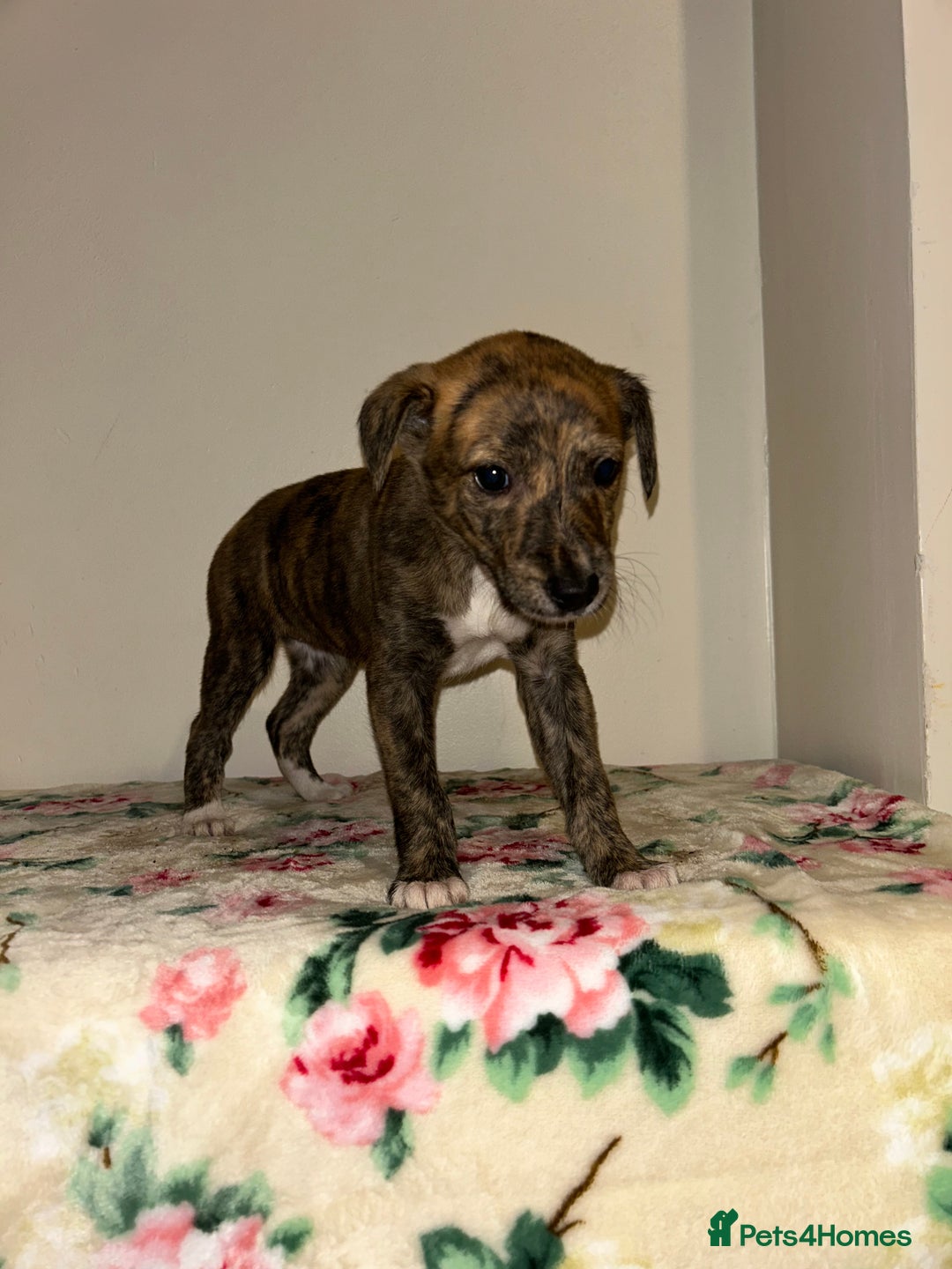 Mixed Breed dogs for sale: Stunning lurcher puppy’s  - Image 2