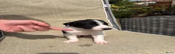 Lurcher dogs for sale: Fabulous lurcher pups  - Advert 22