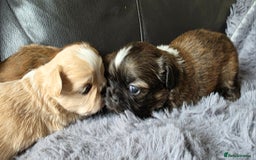 Shih Tzu dogs for sale: Stunning Rare Brindle Imperial Shih Tzu puppies - Image 24