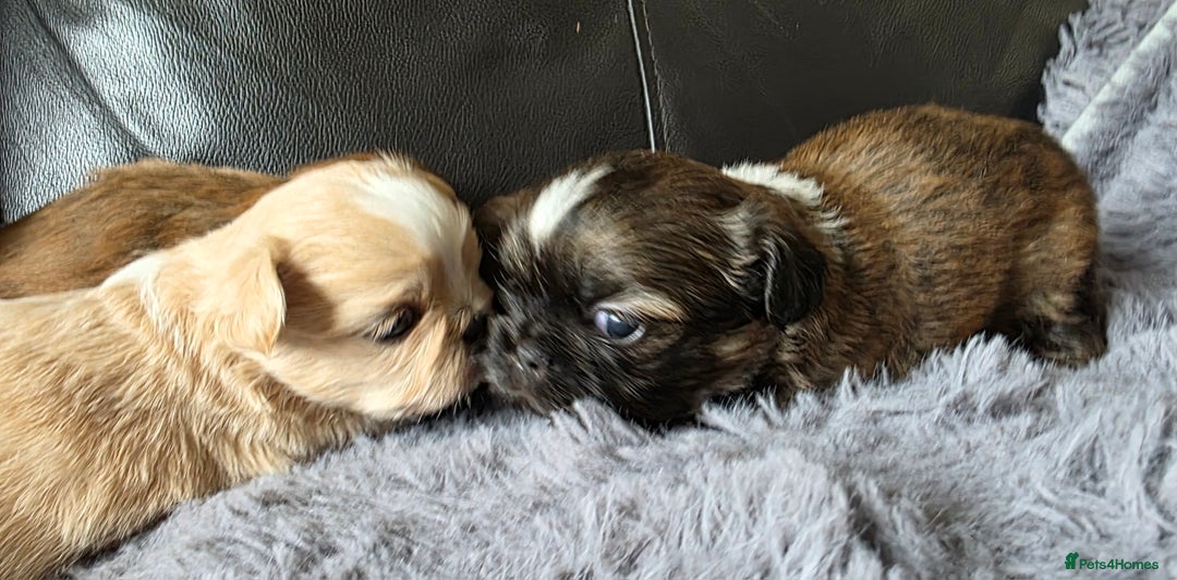Shih Tzu dogs for sale: Stunning Rare Brindle Imperial Shih Tzu puppies - Image 24