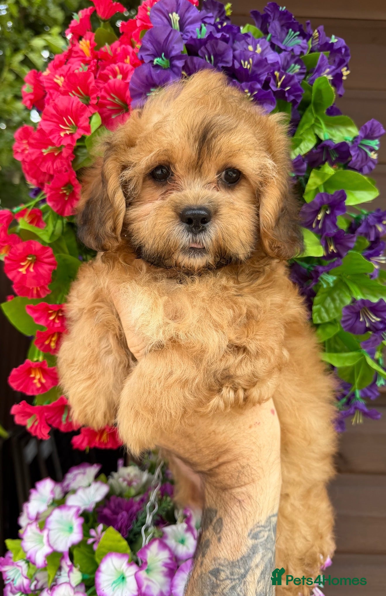 Shihpoo dogs 💜🧡💛Stunning Shihpoo Puppies Ready Now💛🧡💜 - Advert 2