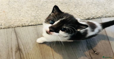 Mixed Breed cats - Advert 10