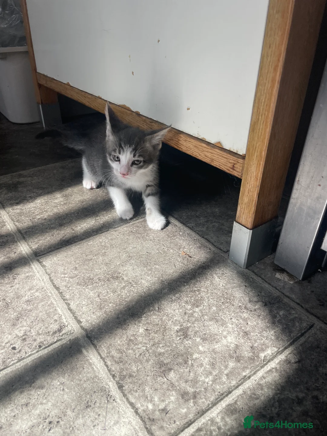 Mixed Breed cats for sale: 5 beautiful kittens for sale - Advert 25