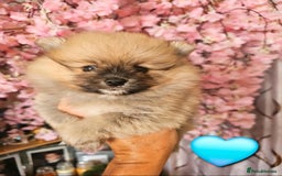 Pomeranian dogs for sale: Waaaaw #SUPERB #POMERANIAN's - Image 3