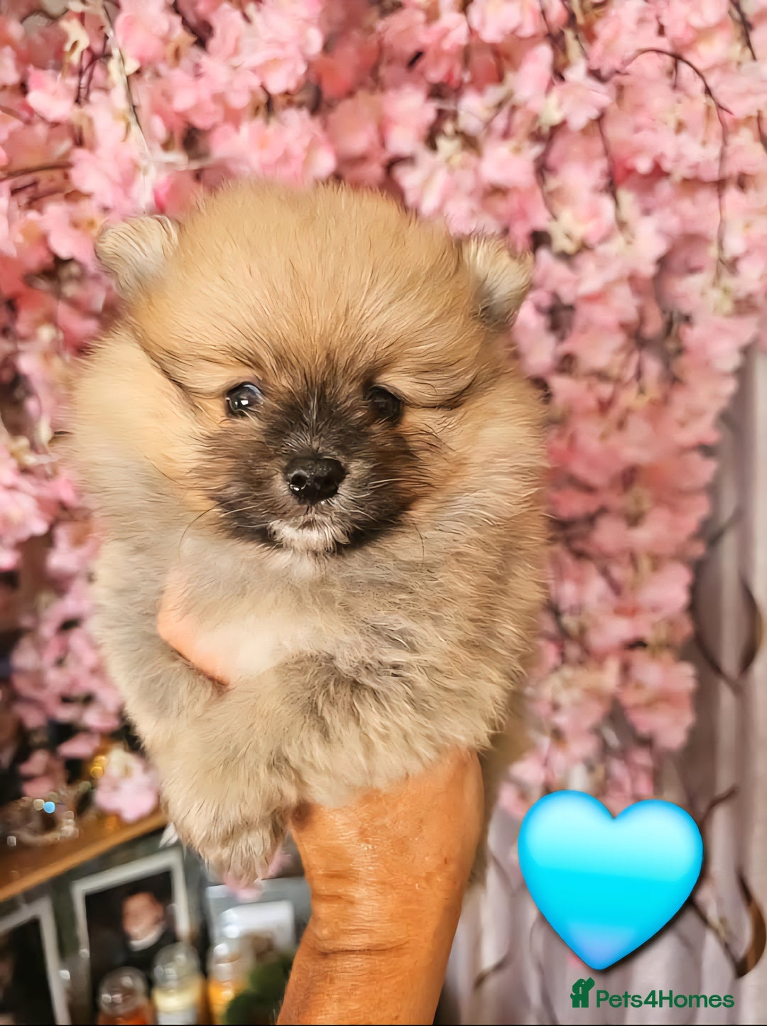 Pomeranian dogs for sale: Waaaaw #SUPERB #POMERANIAN's - Image 3