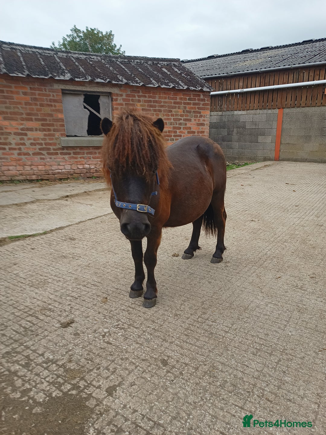 Shetland pony horses for sale: Shetlands for sale  - Advert 6