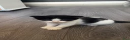 Mixed Breed cats for sale: ✨Beautiful cats✨ in Rotherham - Advert 20