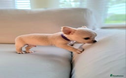 Chihuahua dogs for sale: Chihuahua puppies for sale - Image 7