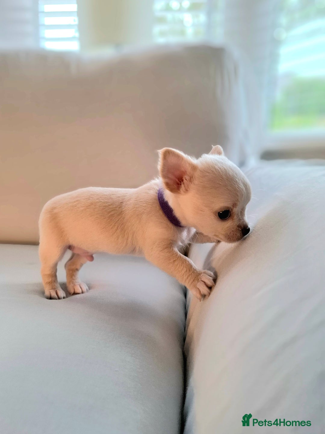 Chihuahua dogs for sale: Chihuahua puppies for sale - Image 7