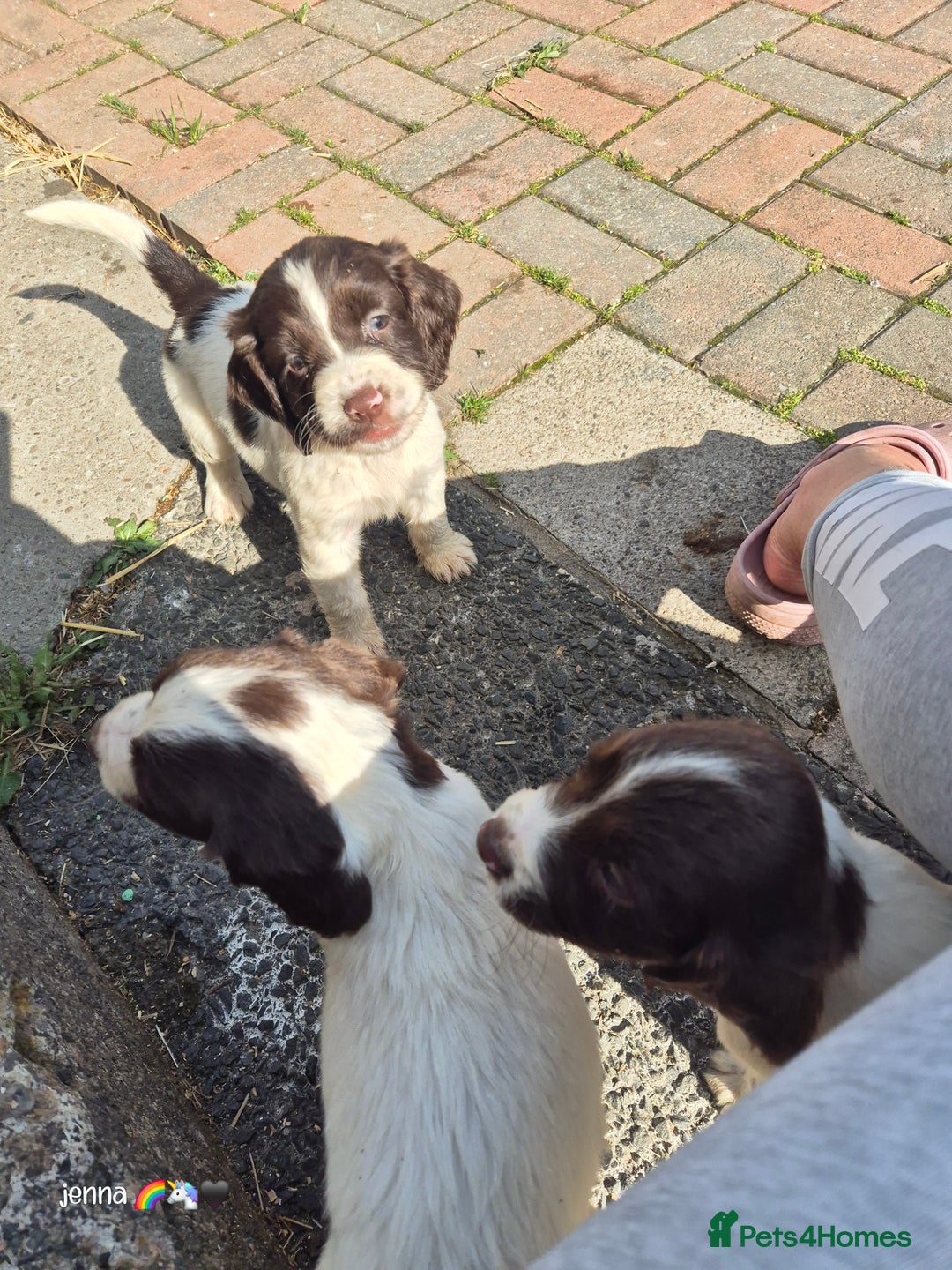 Sprocker dogs for sale: Beautiful sprocker pups  - Image 12