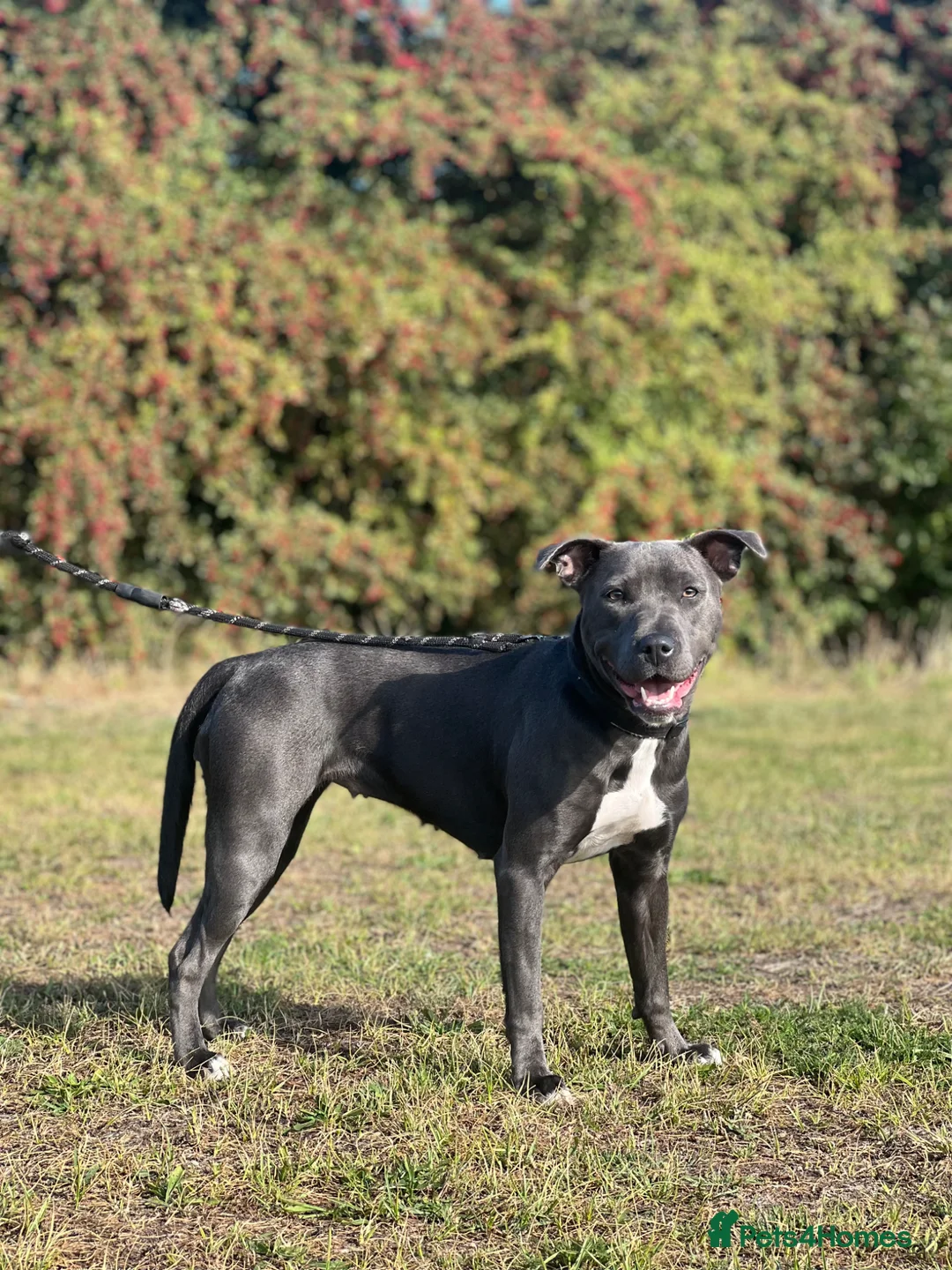 Staffordshire Bull Terrier dogs for sale: 🐾 Adorable Blue Staffordshire Bull Terrier–Luna🐾 in Swanscombe - Advert 2