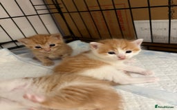 Mixed Breed cats for sale: Gorgeous ginger n mixed colour kittens - Image 1