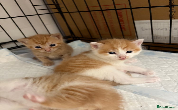 Mixed Breed cats - Advert 15