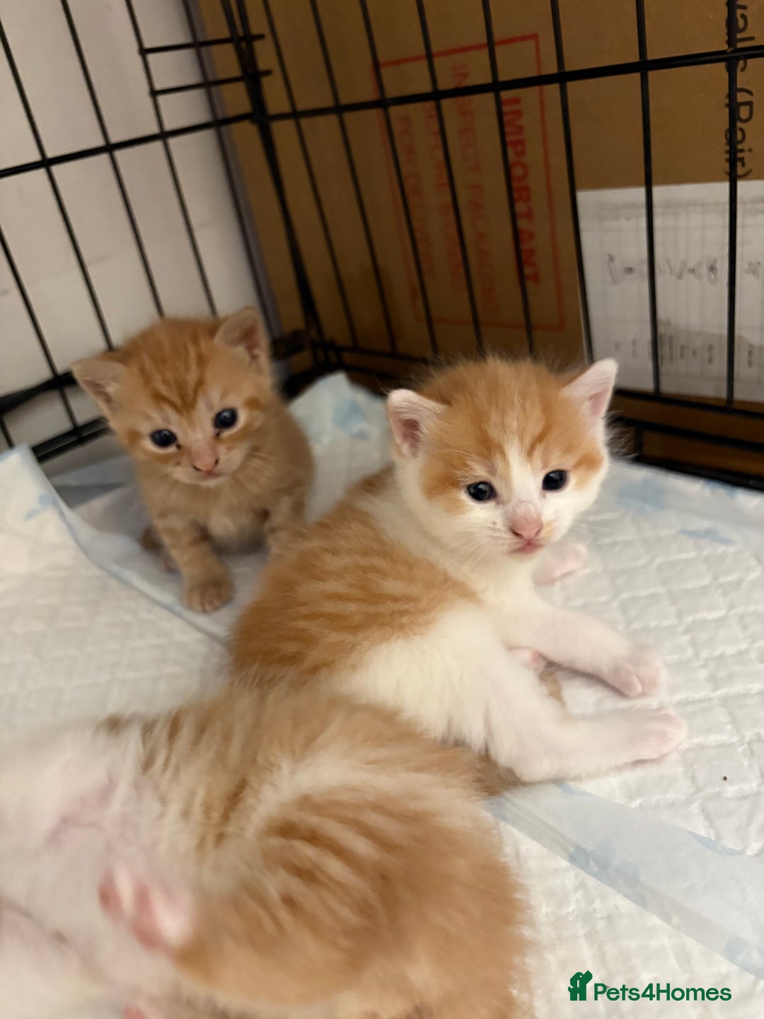 Mixed Breed cats for sale: Gorgeous ginger n mixed colour kittens - Image 1