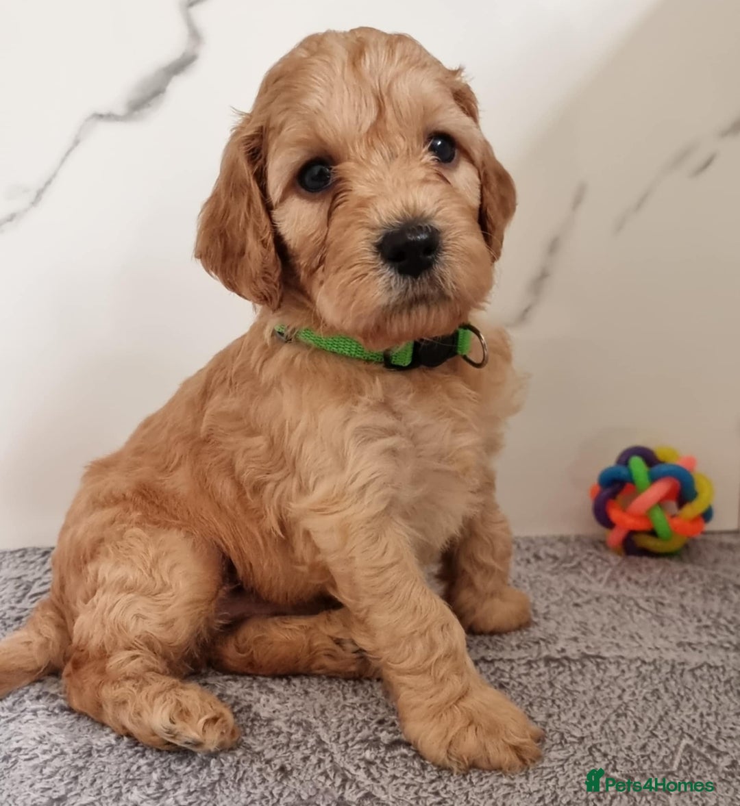 Cockapoo dogs for sale: Cockapoo's - Image 14